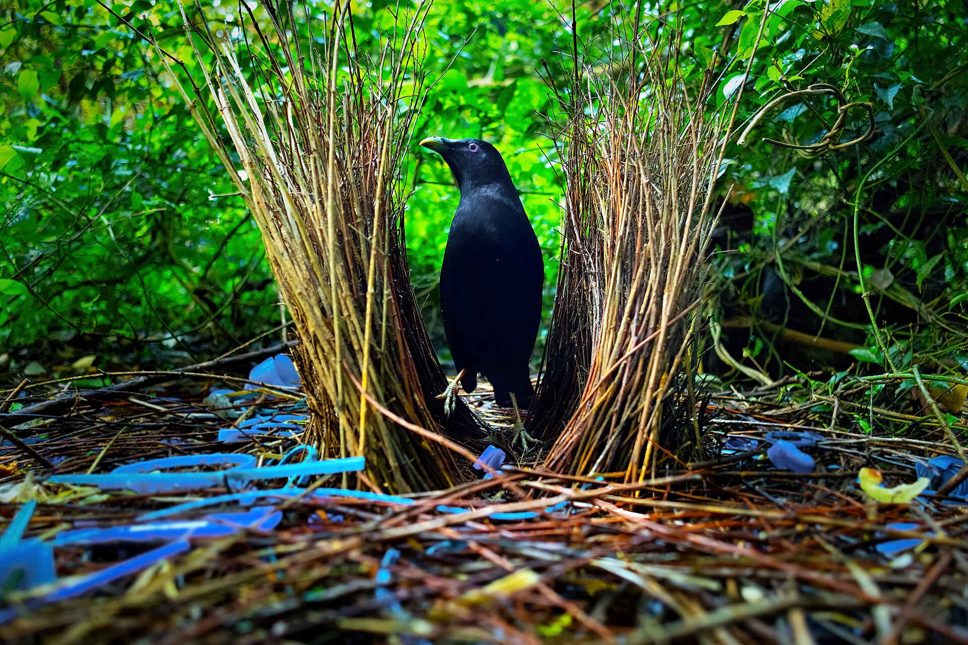Satin Bowerbird