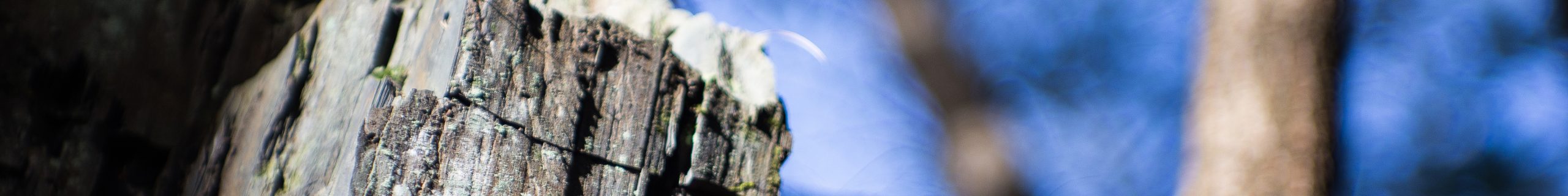 The Machines Remember: Best Features of AJO